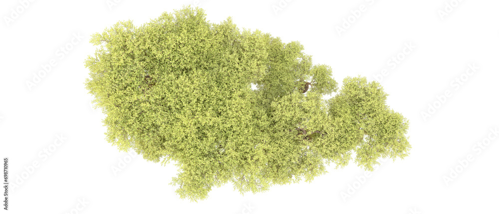 Obraz premium Green forest isolated on background. 3d rendering - illustration