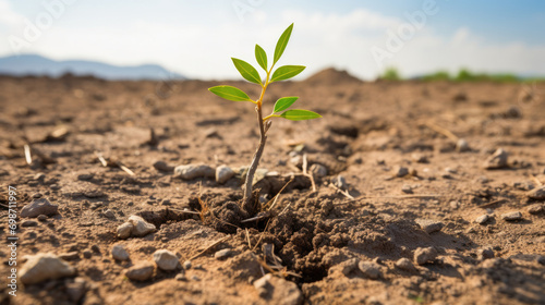 Sprout a tree through the dry ground