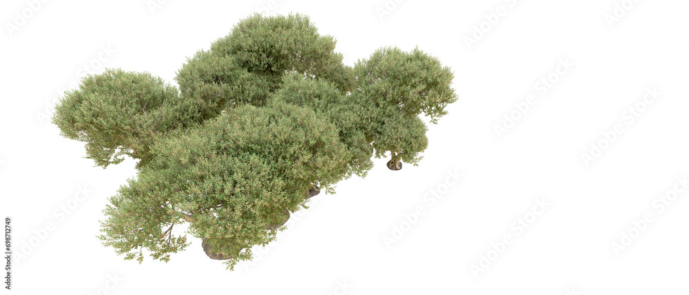 Green forest isolated on background. 3d rendering - illustration