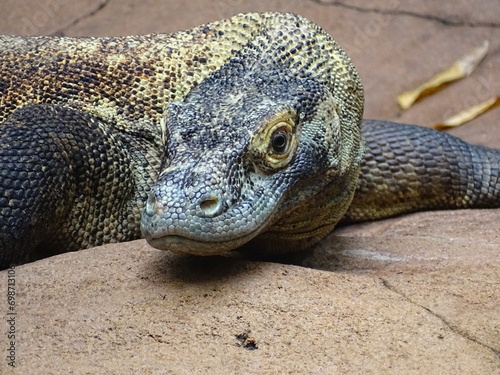 Komodo Dragon (Species Lizard) (ID: 698713106)