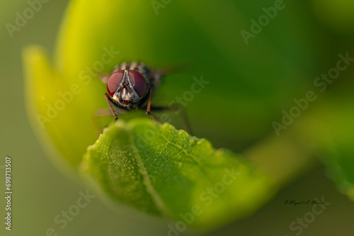 Ojos de mosca