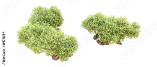 Green forest isolated on background. 3d rendering - illustration