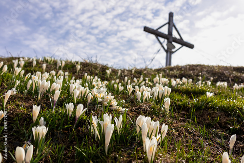 Field of white crocus flowers with scenic view of the mountain summit cross of Schwarzkogel in Karawanks, Carinthia, Austria. Magical atmosphere in Slovenian Austrian Alps in early spring. Wanderlust photo