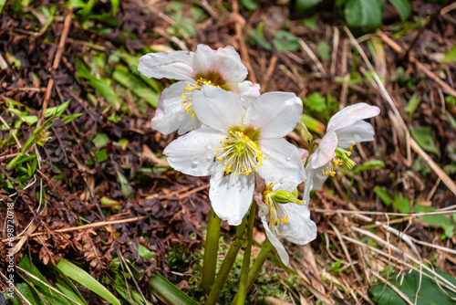Christmas roses or black hellebore (Helleborus niger) blooming in early spring in the Karawanks mountains in Carinthia, Austria. White flowers in Austrian Alps. Blooming. Southern Limestone Alps photo