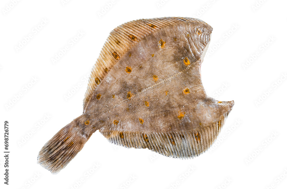 Raw whole flounder flatfish fish  Transparent background. Isolated.