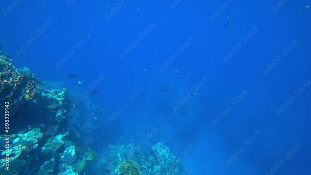 Amazing coral reef and fish Amazing coral reef and fish