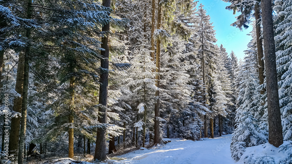 Scenic hiking trail through snowy forest path leading to Reinischkogel, Koralpe, Lavanttal Alps, Styria, Austria. Winter wonderland with snow covered tall pine trees . Ski touring in Austrian Alps Scenic hiking trail through snowy forest path leading to Reinischkogel, Koralpe, Lavanttal Alps, Styria, Austria. Winter wonderland with snow covered tall pine trees . Ski touring in Austrian Alps