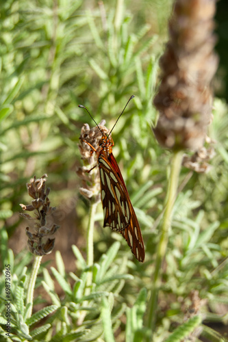 Close up of orange butterfly on lavender flower. Nature background concept.
