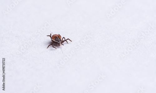 Close-up of isolated tick on white background © PhotoRK