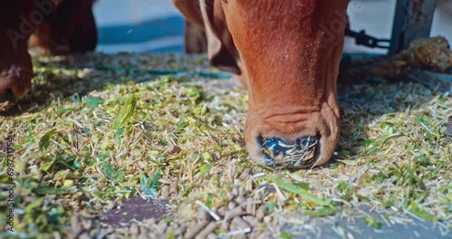 Cowshed Chronicles, Serenity with Indian Cows and Bulls photo