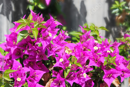 pink bouganville in the graden