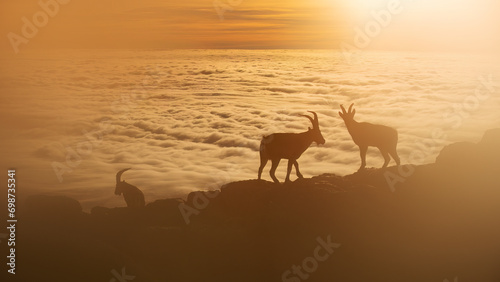 Serene scene of group of mountain Iberian Ibex goats silhouetted against the golden sky of dawn on top of a rugged terrain of Sierra de Guadarrama, with a sea of clouds stretched below them photo