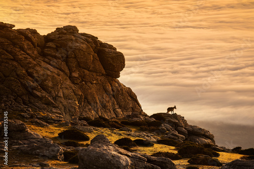 Lone mountain Iberian goat standing on the crest of Sierra de Guadarrama, overlooking a dense, cloud-filled valley, embodying the quiet majesty of nature