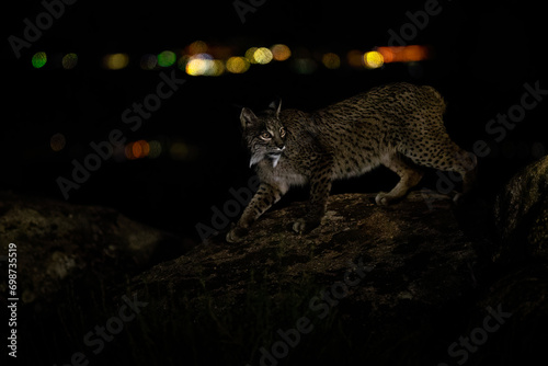 The Iberian Lynx prowls stealthily over a rocky terrain, with city lights softly glowing in the far distance, embodying the silent grace of this elusive nocturnal hunter photo