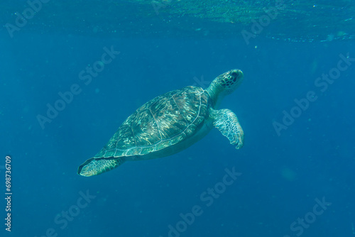 A sea turtle swims underwater in tropical seas
