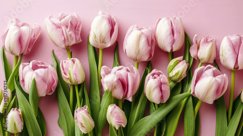 Women s Day. Tulips on a pink background  free space. mockup.