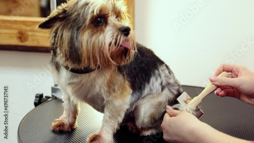 Animal groomer brushing dog after bathing. Taking care after pet. Hairstyling, haircut. Concept of grooming, pet care, salon, beauty treatment, procedures photo