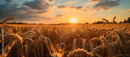 Sunset over a cereal field during wheat harvest. photo