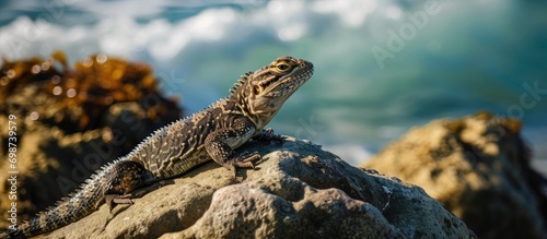 Lizard on rock near ocean