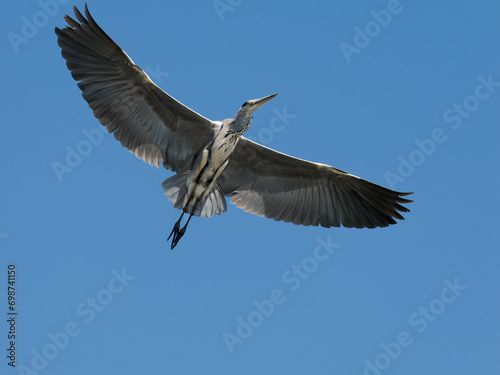 A big grey heron flying in the clear clue sky with its wings spread out. The bird is Grey heron (Ardea cinerea).
