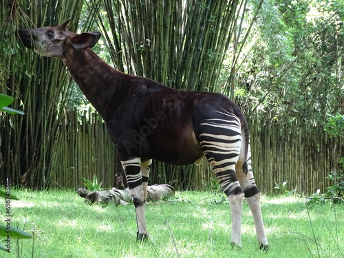 Okapi in the wild (ID: 698741360)