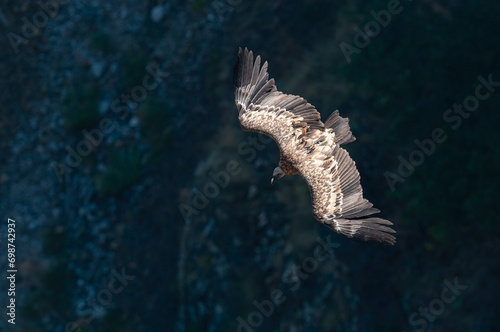 Griffon Vulture, Gyps fulvus, flying in Akdağ, Tokalı Canyon in Turkey. photo