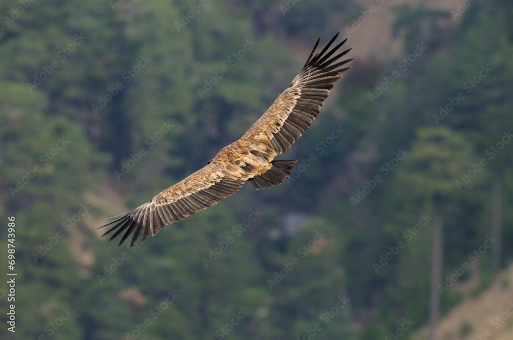 Griffon Vulture, Gyps fulvus, flying in Akdağ, Tokalı Canyon in Turkey. Griffon Vulture, Gyps fulvus, flying in Akdağ, Tokalı Canyon in Turkey.