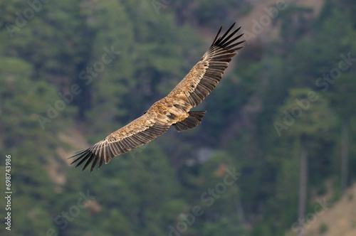Griffon Vulture, Gyps fulvus, flying in Akdağ, Tokalı Canyon in Turkey. © TAMER YILMAZ