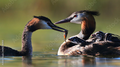 A great crested grebe feeds its chick in the midst of a tender family moment on a sunlit lake, displaying the bond between parent and offspring photo