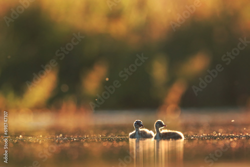 Two fluffy great crested grebe chicks float on a shimmering lake, with the golden light of sunset creating a bokeh background photo