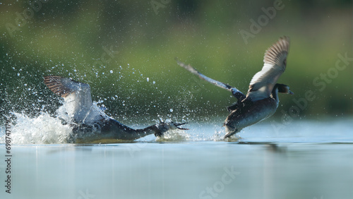 One great crested grebe takes flight from the lake's surface, splashing water droplets into the air, while the other watches photo