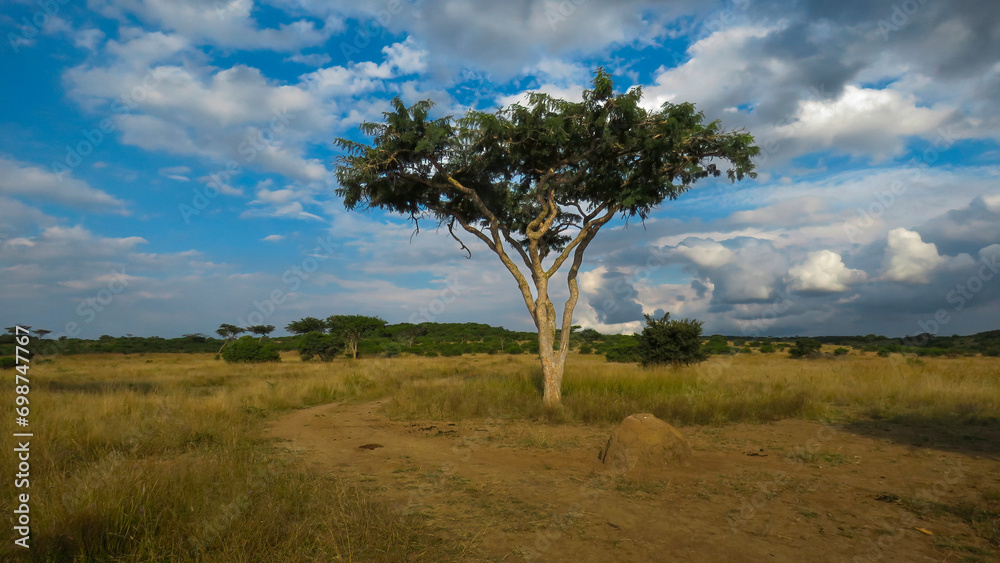 Lone acacia tree, near Spioenkop Dam, beneath a dramatic late afternoon sky in Spioenkop Dam Nature Reserve, KwaZulu Natal, South Africa. 