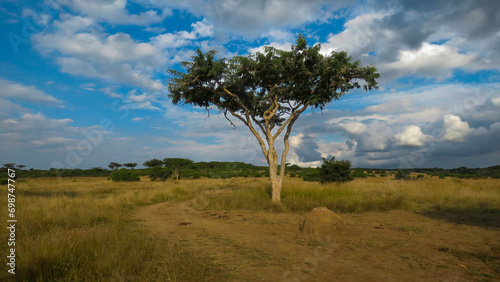 Lone acacia tree, near Spioenkop Dam, beneath a dramatic late afternoon sky in Spioenkop Dam Nature Reserve, KwaZulu Natal, South Africa.  photo
