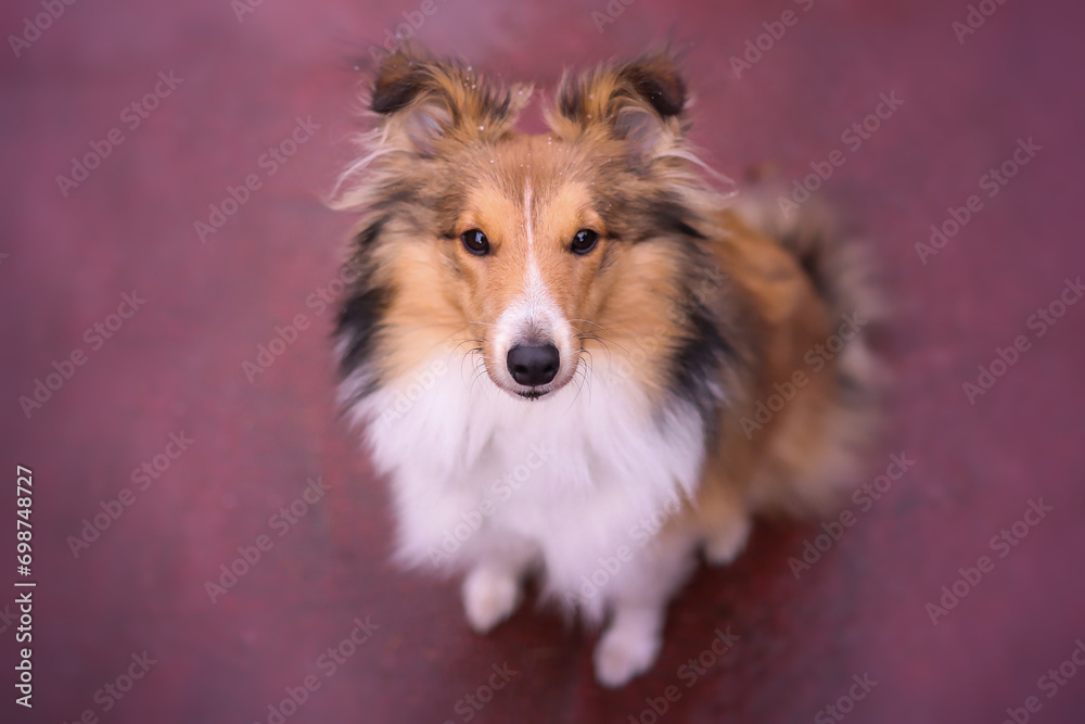 Adorable puppy of shetland sheepdog also known as sheltie enjoying first snow.