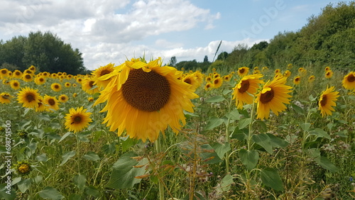 sunflower field with sky (ID: 698751500)
