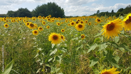 field of sunflowers in summer (ID: 698751514)