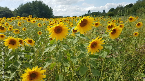 sunflowers in the field (ID: 698751520)