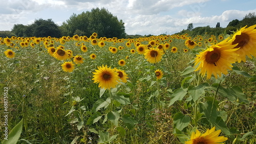 field of sunflowers (ID: 698751522)