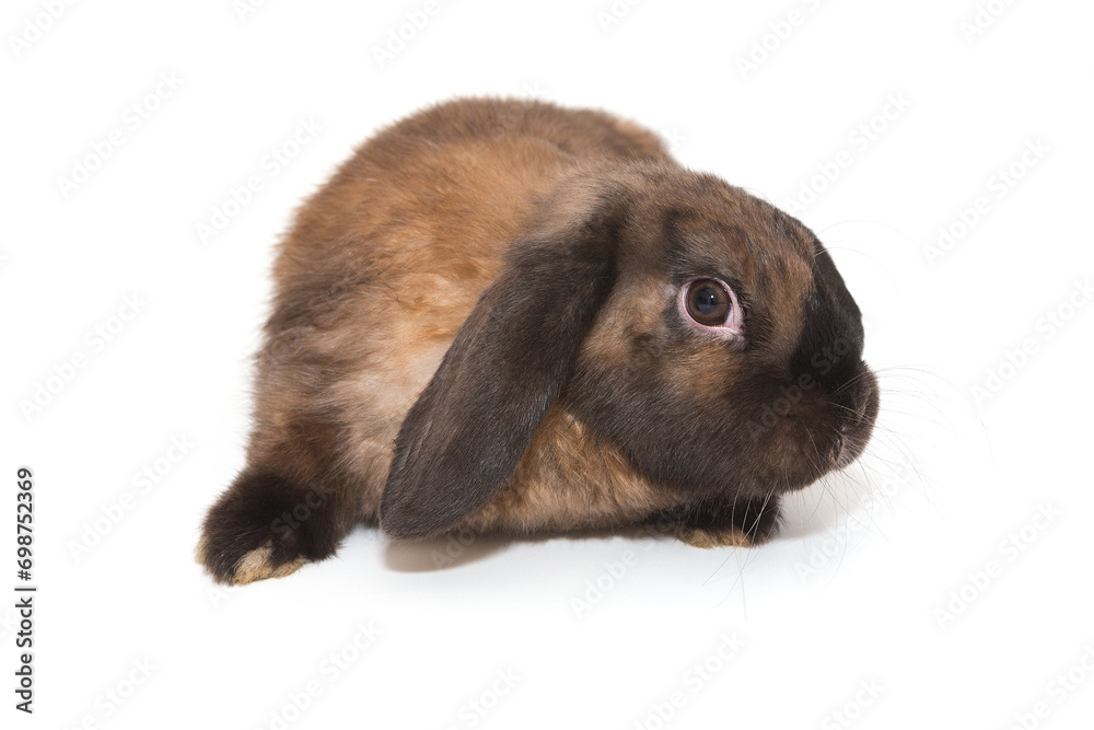 Decorative, little fold-eared rabbit of brown Decorative, little fold-eared rabbit of brown
