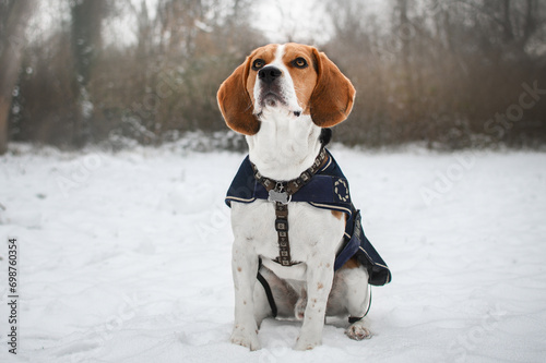 Fototapeta Naklejka Na Ścianę i Meble -  Dog breed Beagle sitting in winter forest, looking at camera.