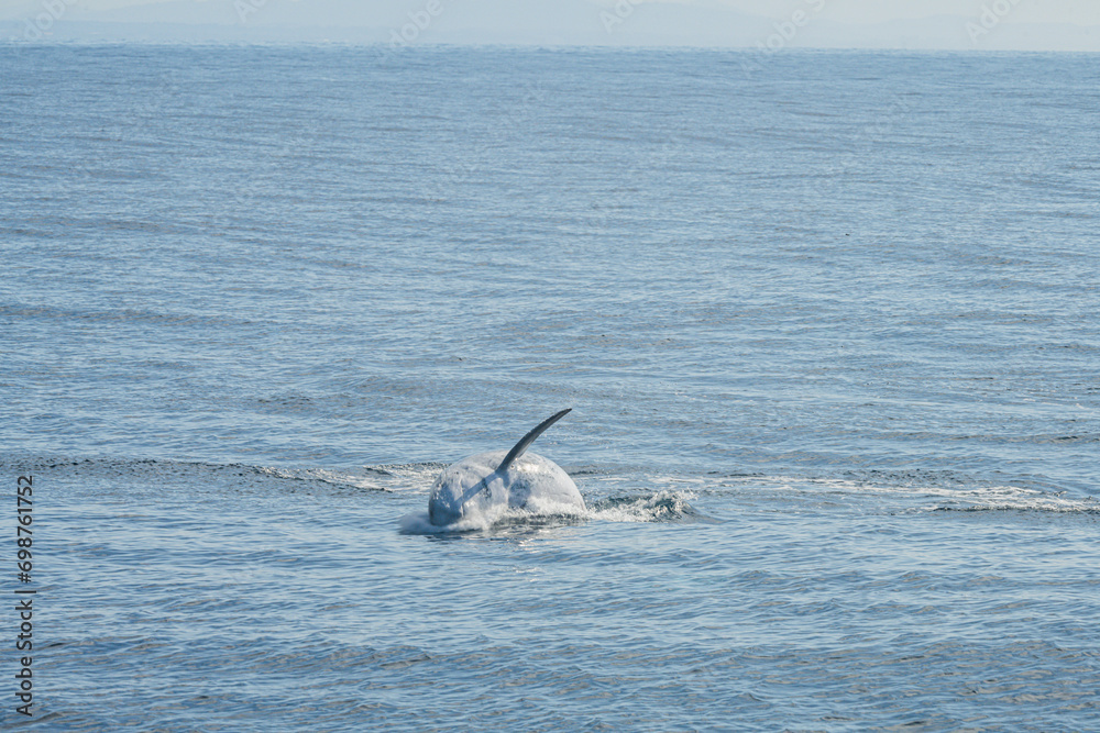 Fototapeta premium Dolphins frolic in the pacific alongside a migrating grey whale in winter.