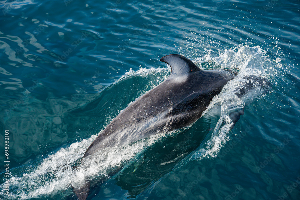 Fototapeta premium Dolphins frolic in the pacific alongside a migrating grey whale in winter.