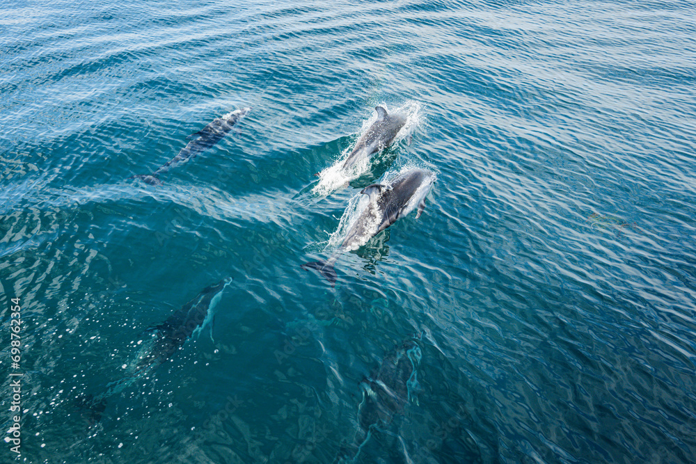 Naklejka premium Dolphins frolic in the pacific alongside a migrating grey whale in winter.