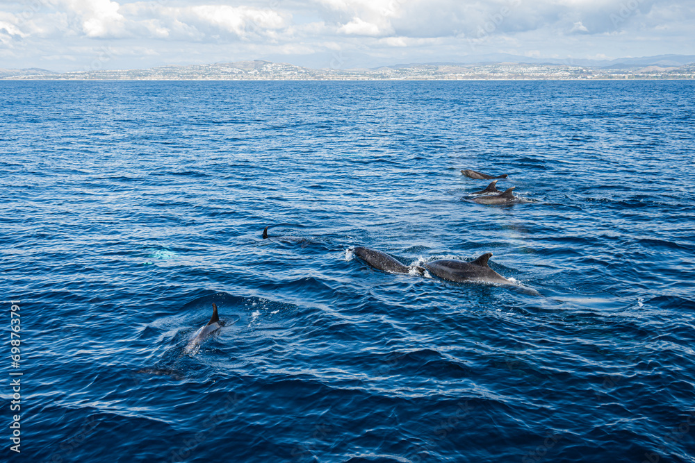Naklejka premium Dolphins frolic in the pacific alongside a migrating grey whale in winter.