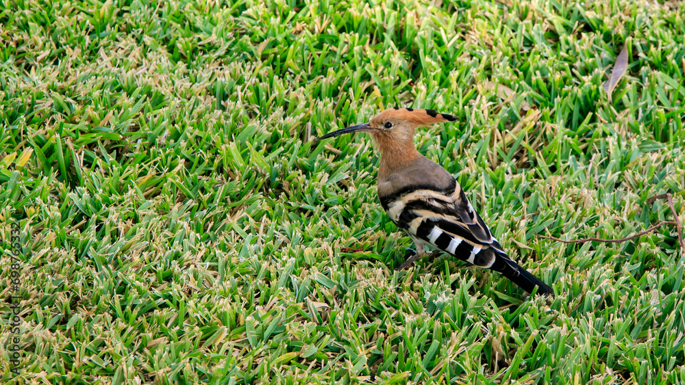 Hoopoe on a green meadow