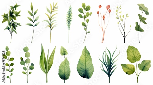 Watercolor plants on a white background