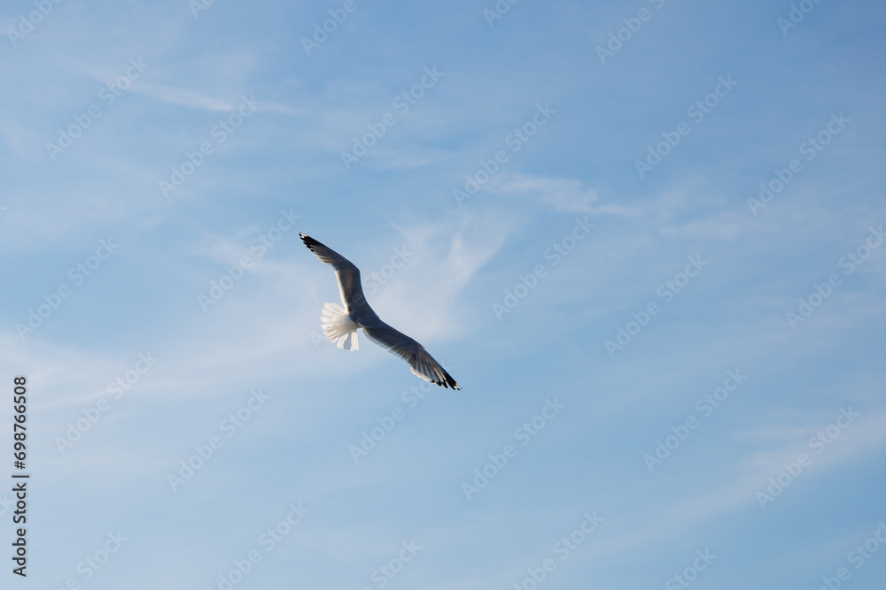 Soaring seagull in the blue sky, view from the back. Soaring seagull in the blue sky, view from the back.
