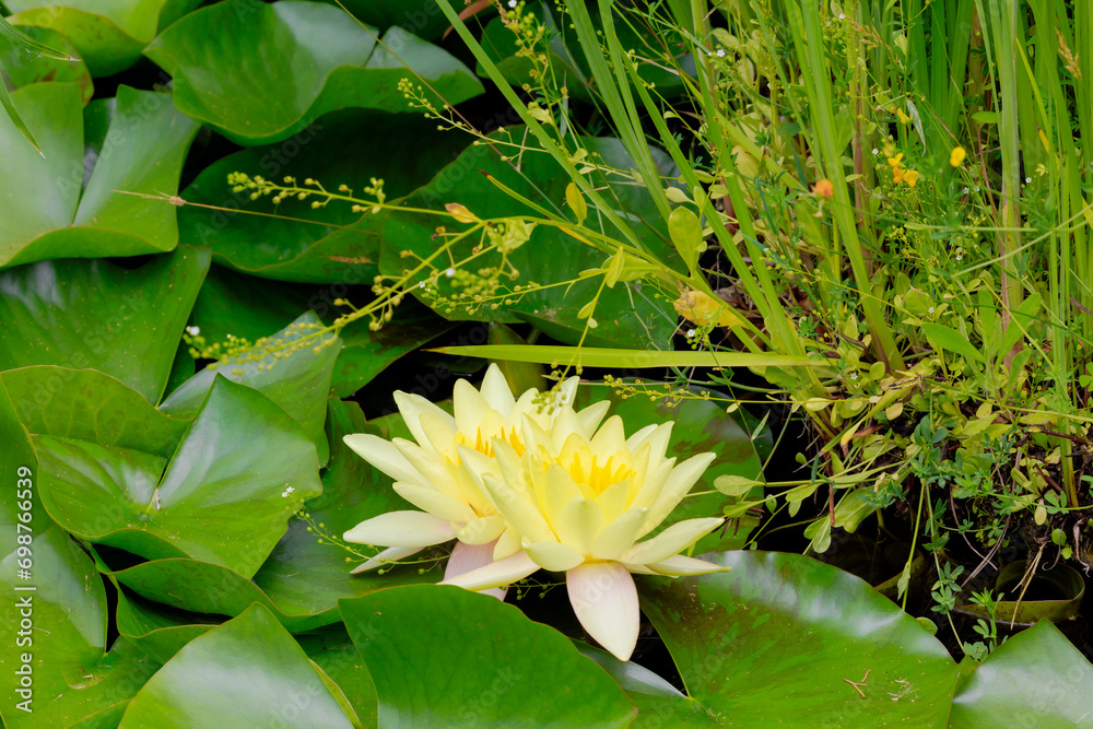 Two yellow lotus flowers in pond