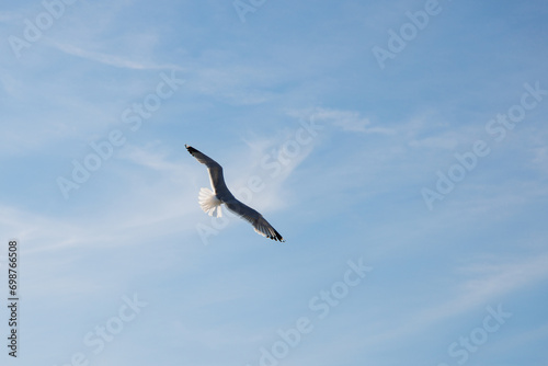 Soaring seagull in the blue sky, view from the back. © Yurgentum
