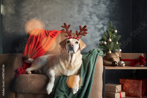 A Labrador retriever dog in reindeer antlers lounges on a sofa, embodying the Christmas spirit in a cozy home setting